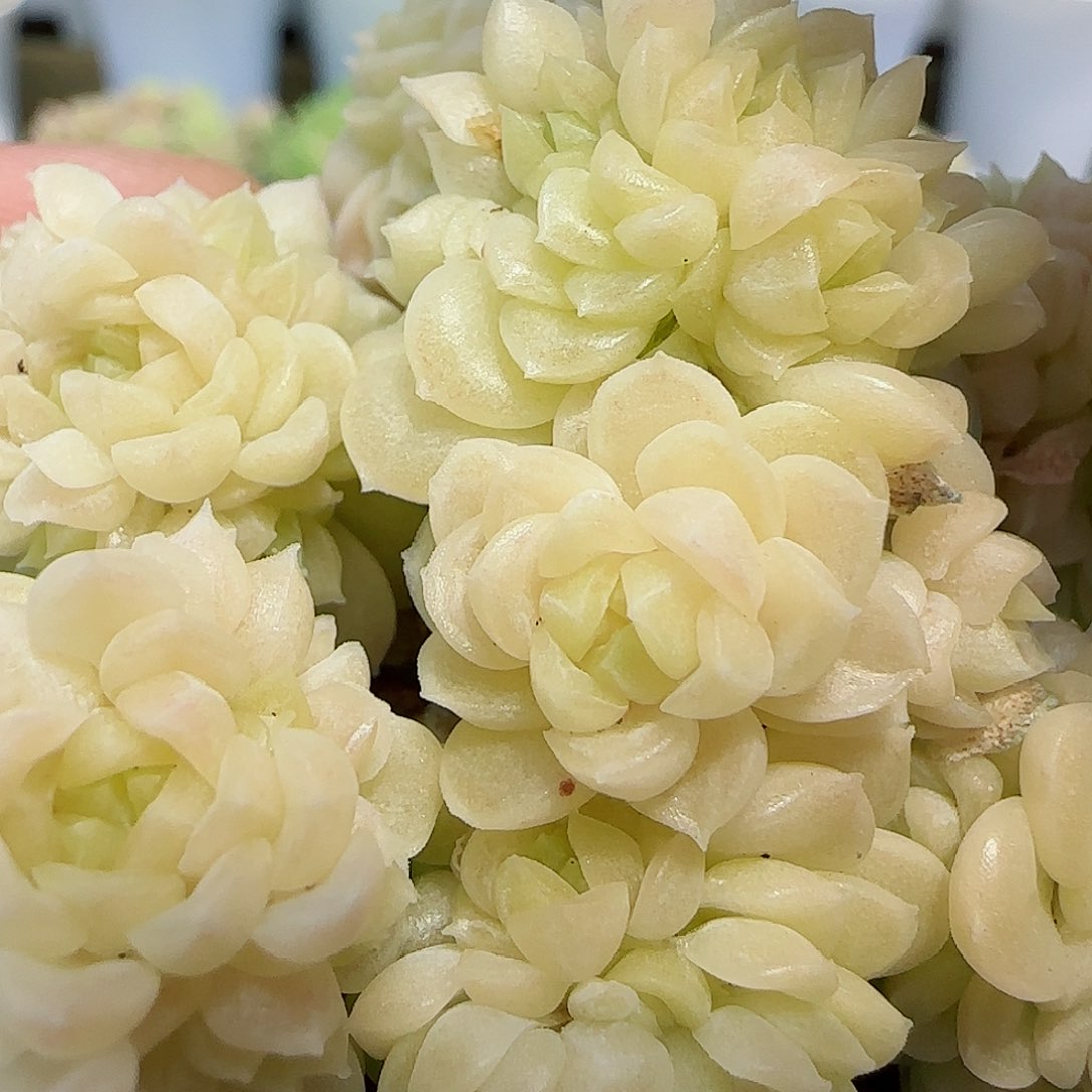 【闪购商品】0511-100（ht-11）