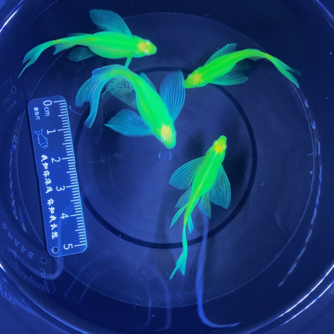 斑马鱼蝶翼斑马4厘米翡翠4条