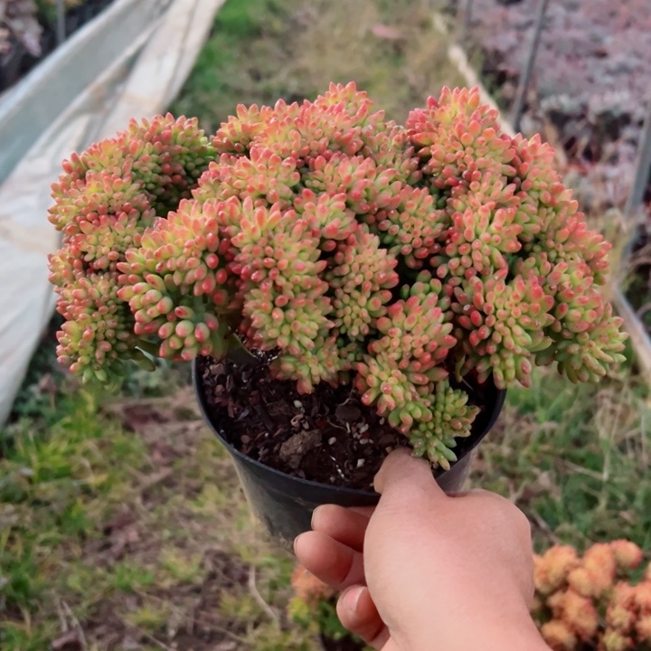 精品多肉植物老桩