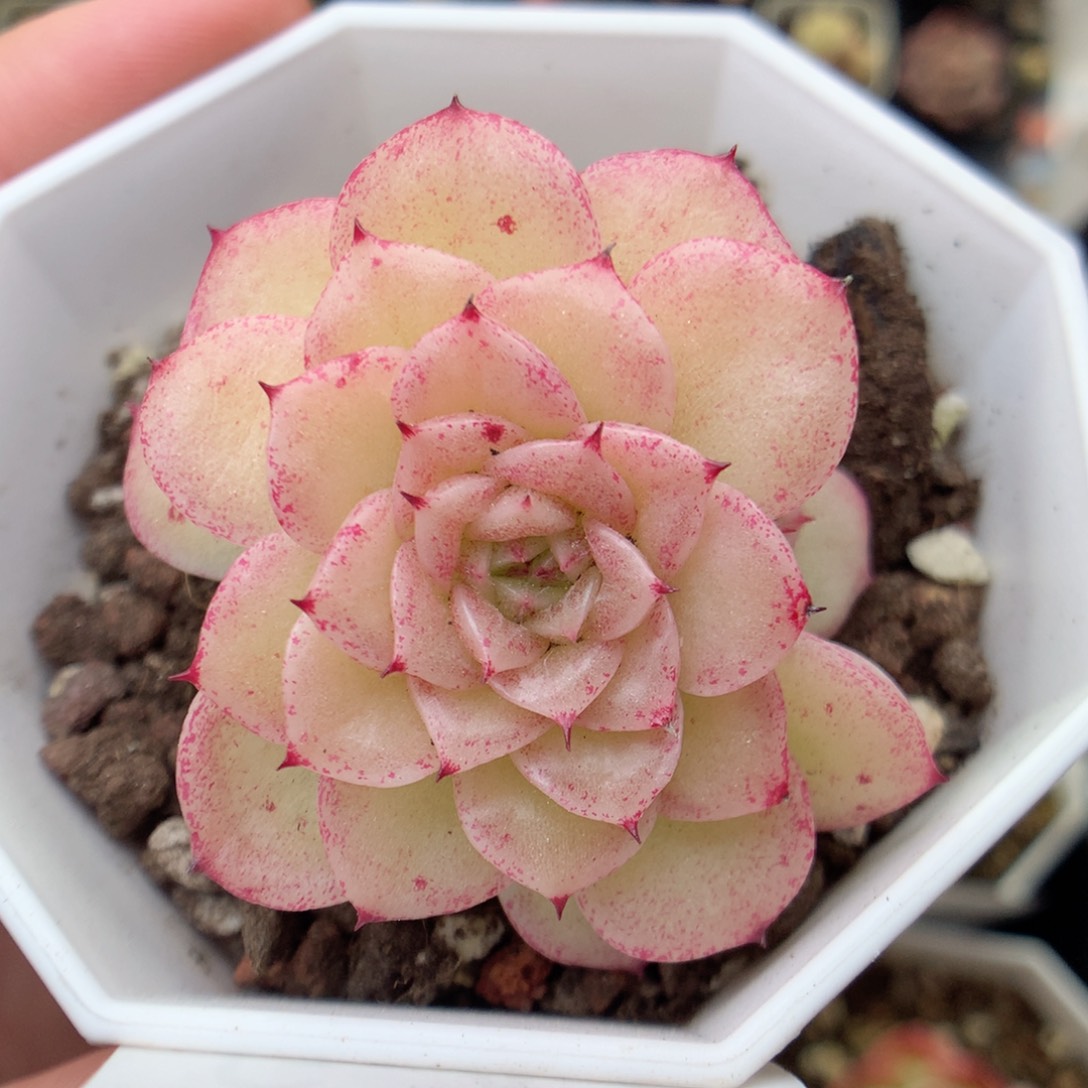 G47 ，20包邮两天凑单偏远不发货