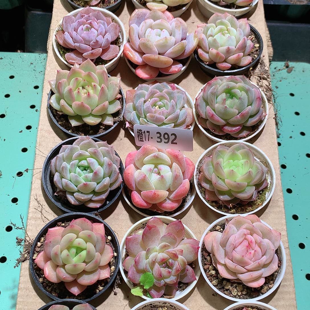 17-392一物一拍带盆18颗