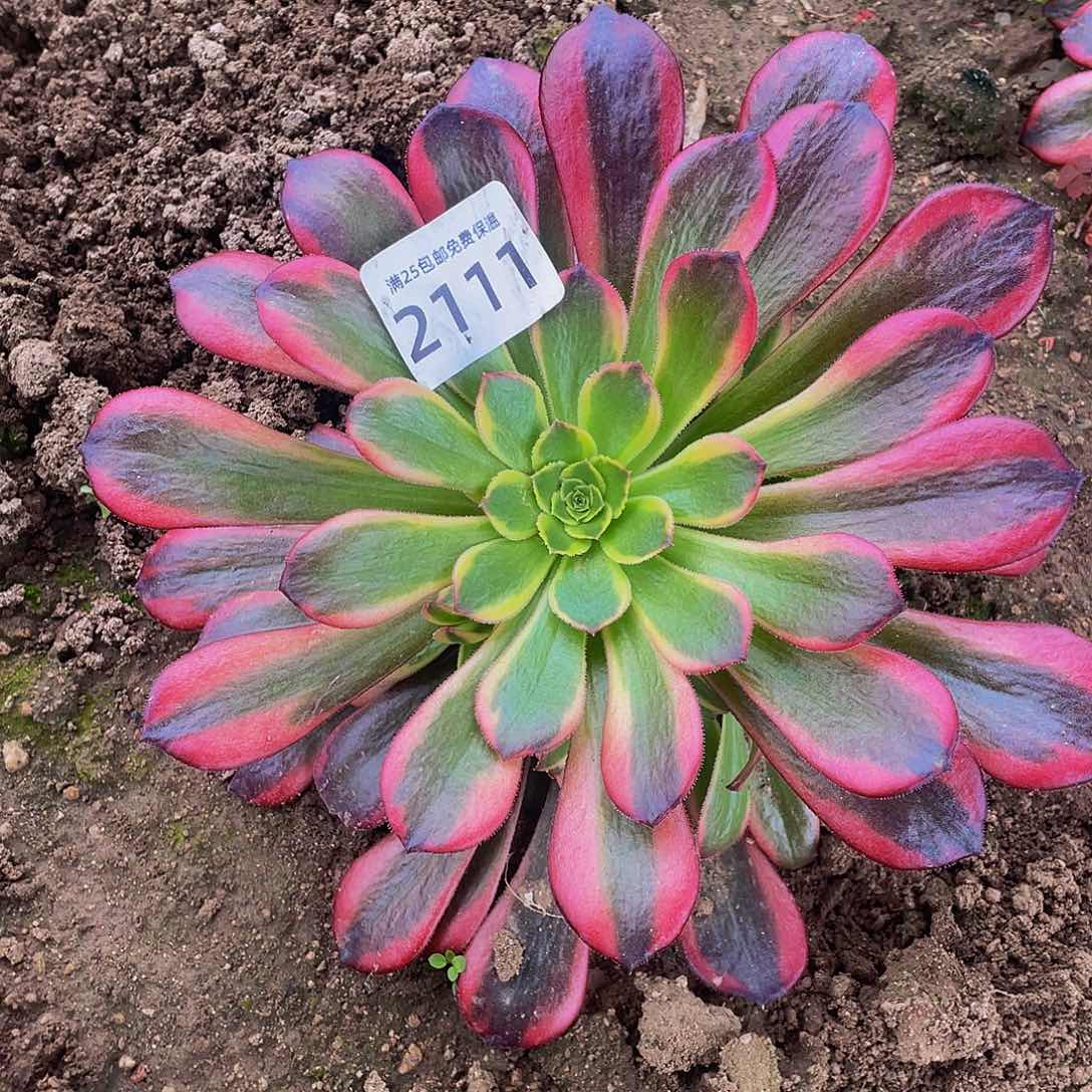 2111水果糖多肉植物