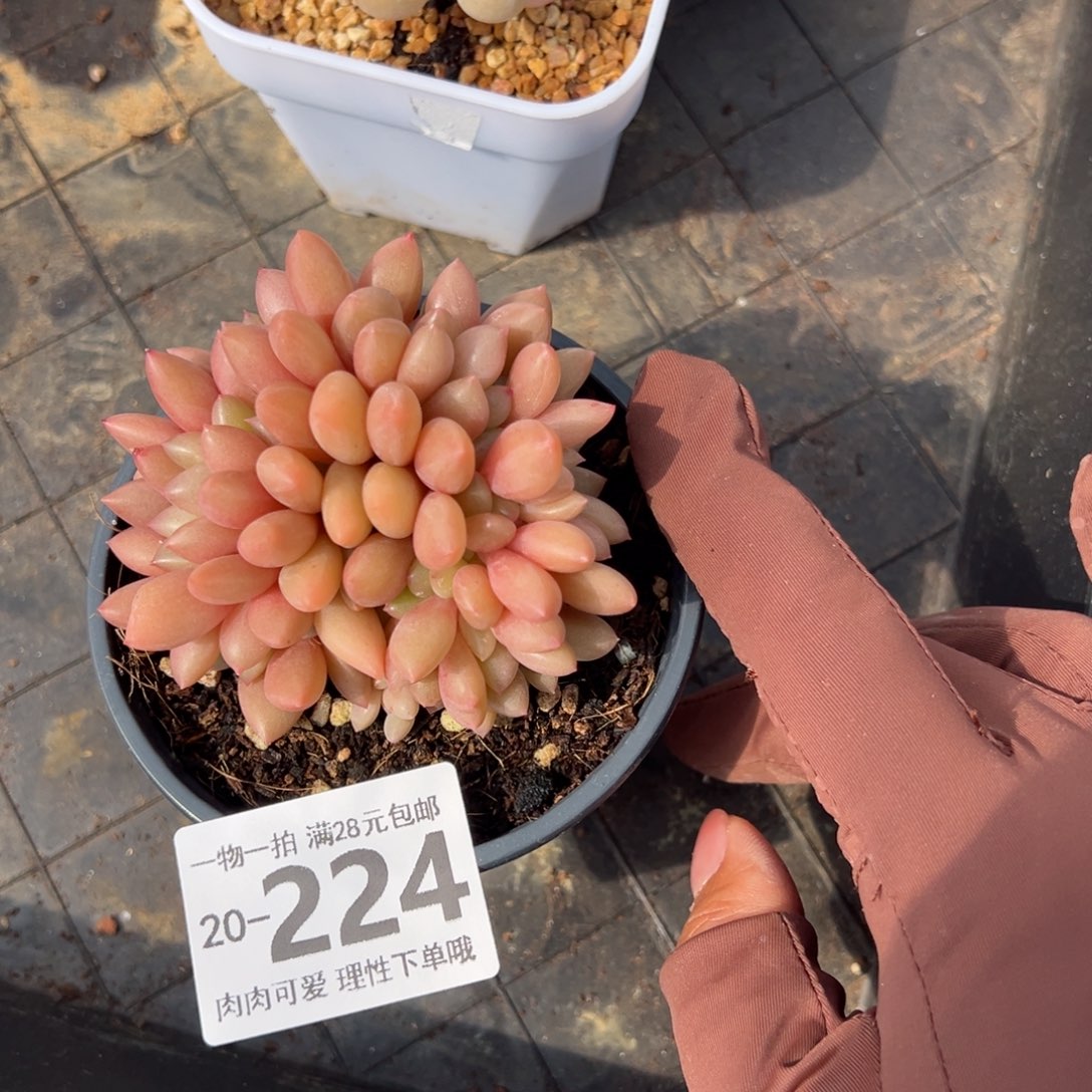 桃花源缀多肉多肉多肉多肉