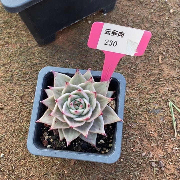 幸***人多肉福利-星星锦230