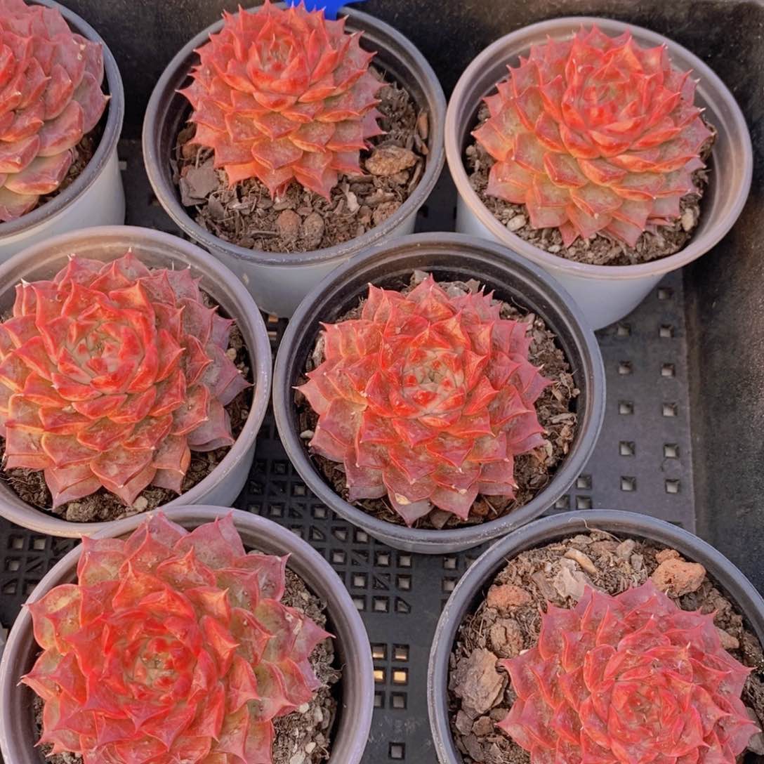 量拍60号 母本红海螺单头两个