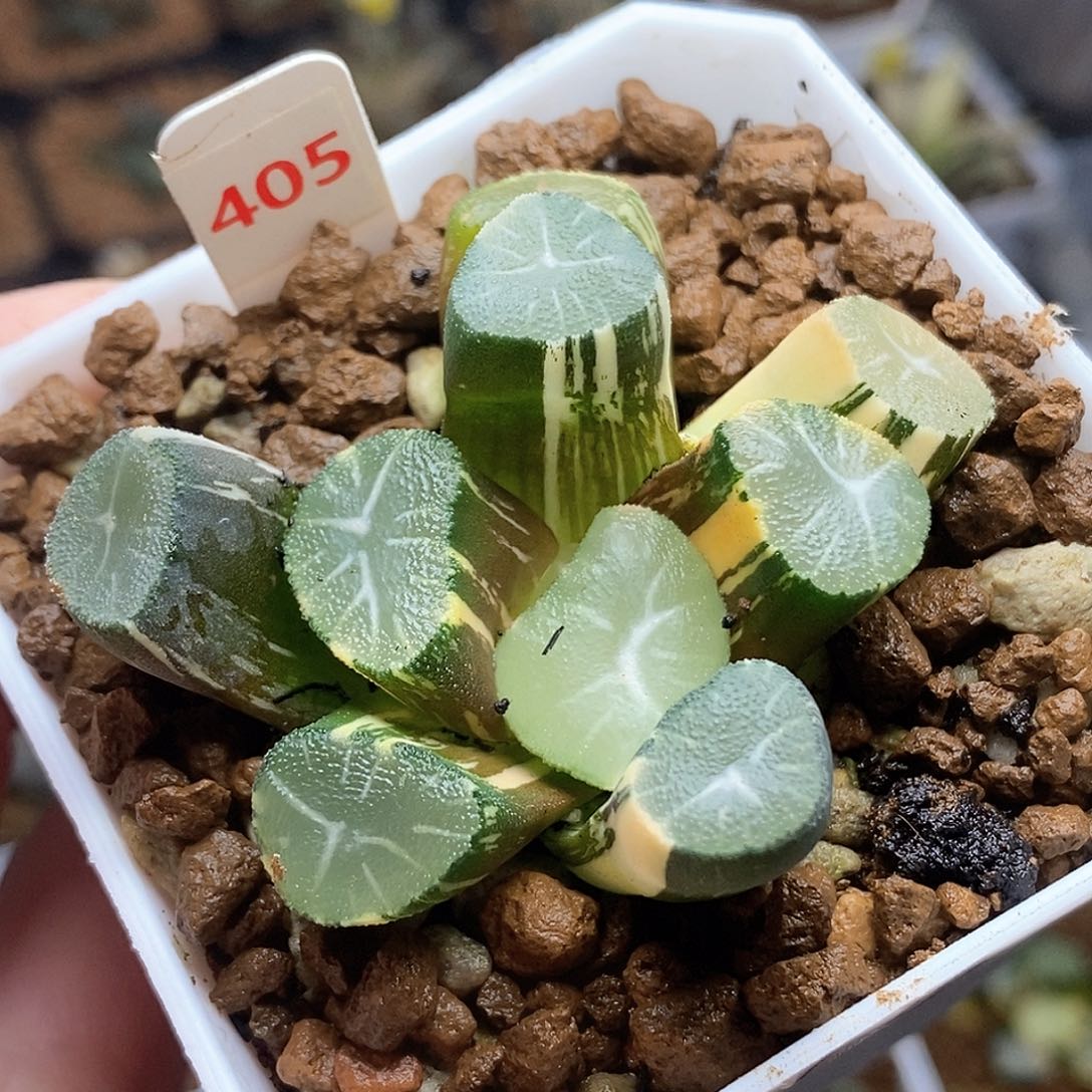 405号玉龙万象锦一物一拍