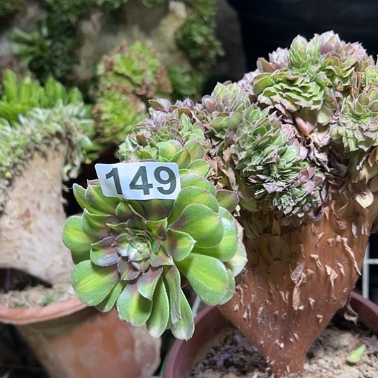 用***3多肉植物一个抹茶149