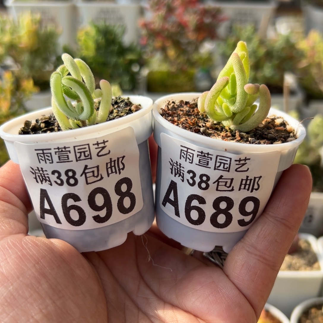 28-698+689枝干番杏多肉andy的专拍