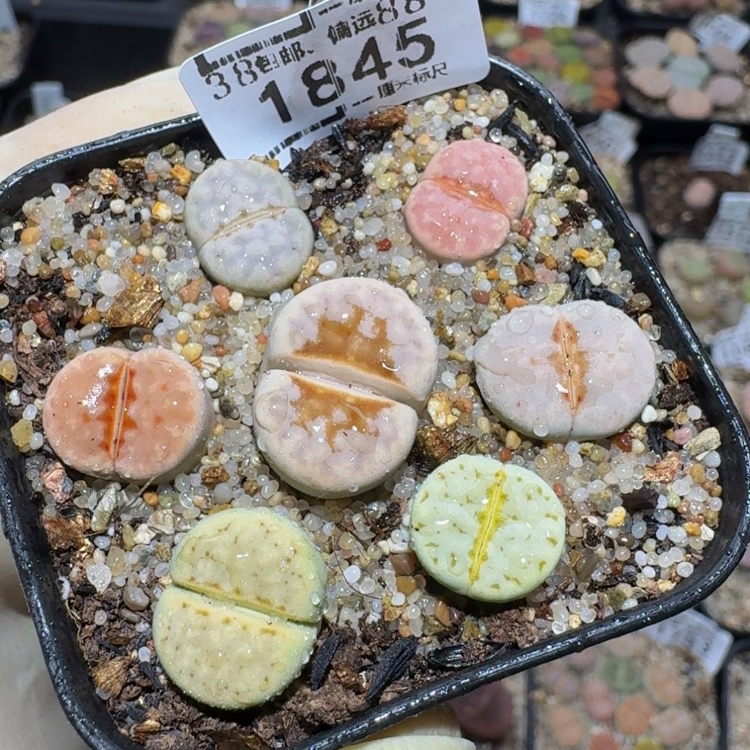 暖***WZzzx生石花肉锥1845