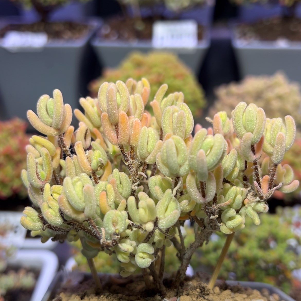 【闪购商品】p079老桩精控橙叶锦冠幅8cm