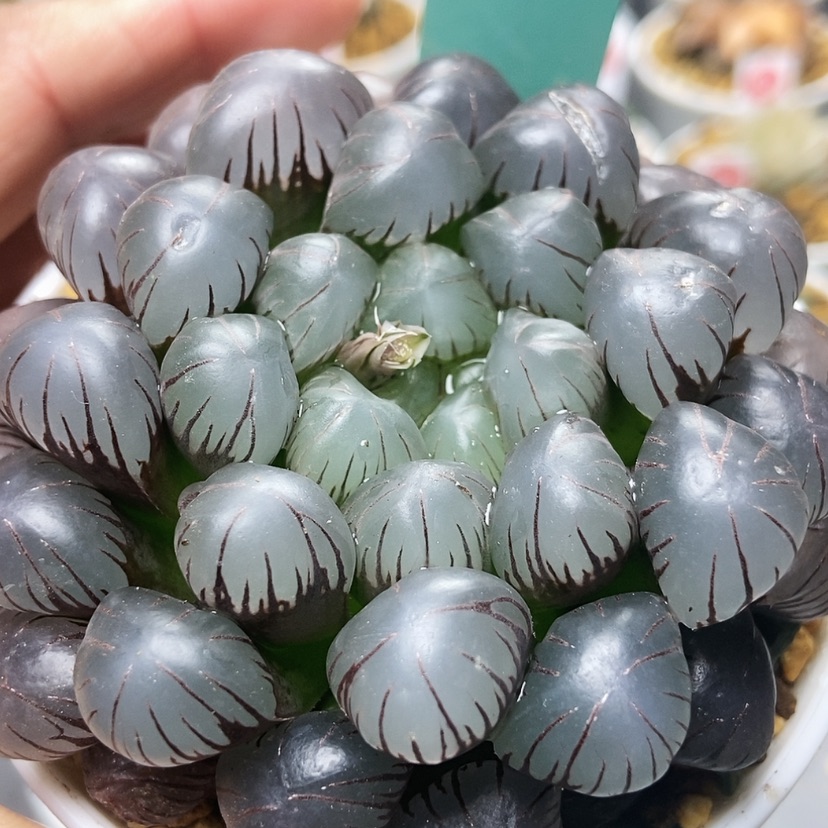 【闪购商品】紫肌68