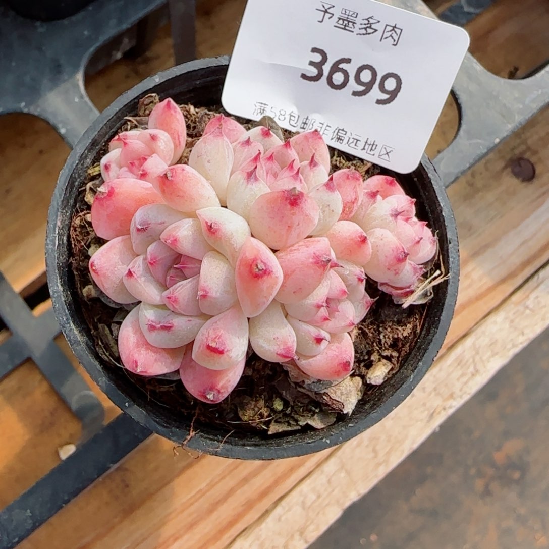 白底如梦令，3699多肉植物