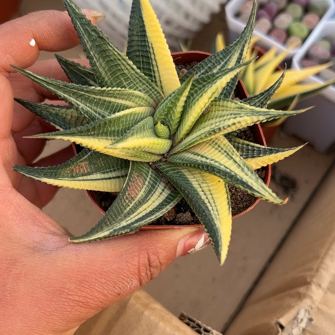 多肉植物琉璃殿锦
