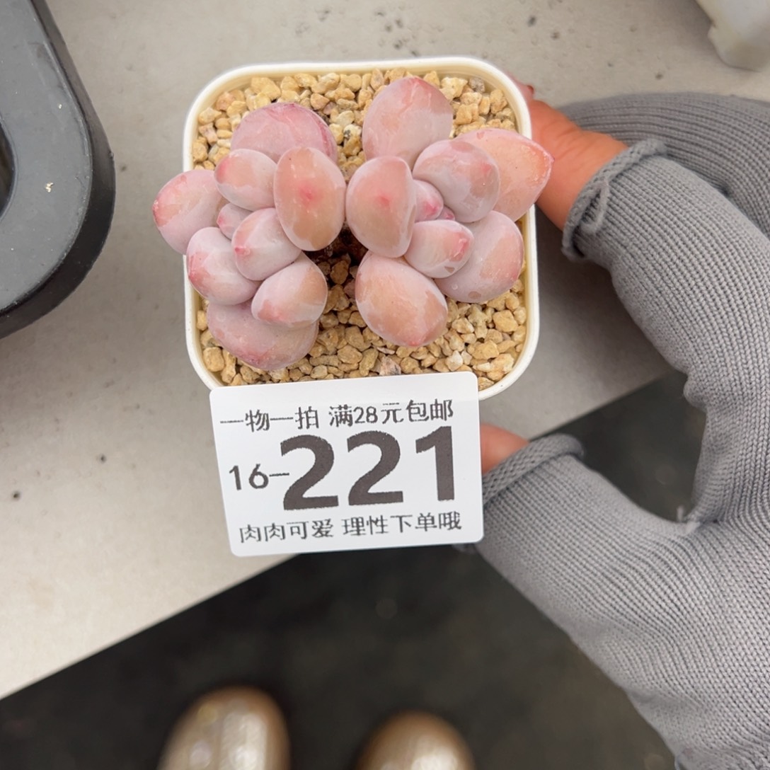 香水奶多肉多肉多肉多肉多肉