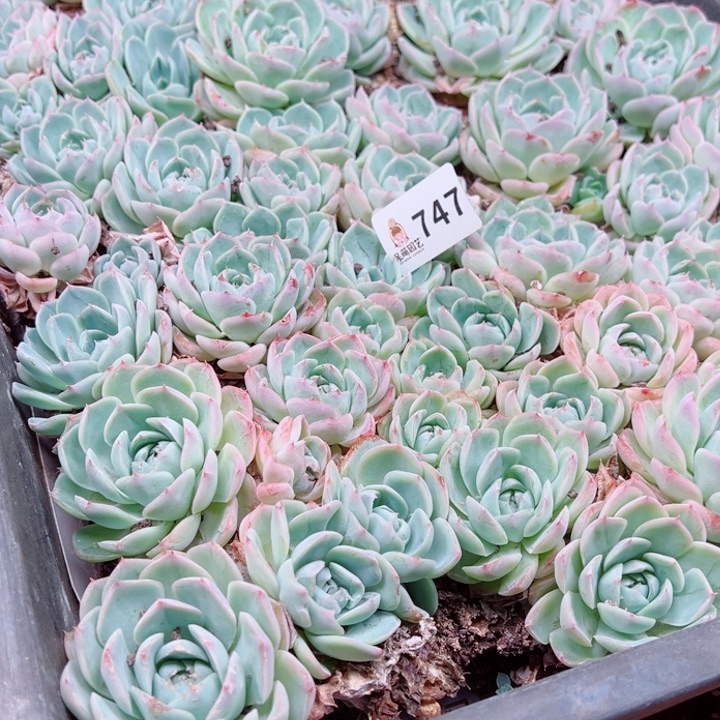 凡***静多肉植物多肉植物