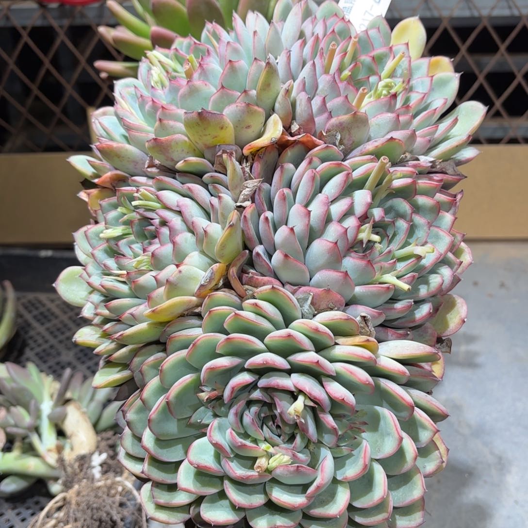 香*儿同温层多肉荷花445