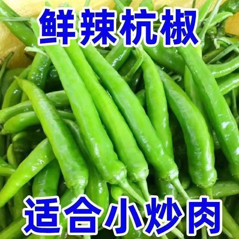 河南自家种植杭椒特辣新鲜杭椒虎皮辣椒农家自种皮薄清脆现摘现发