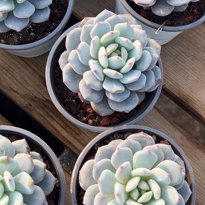 单头          星星橙 