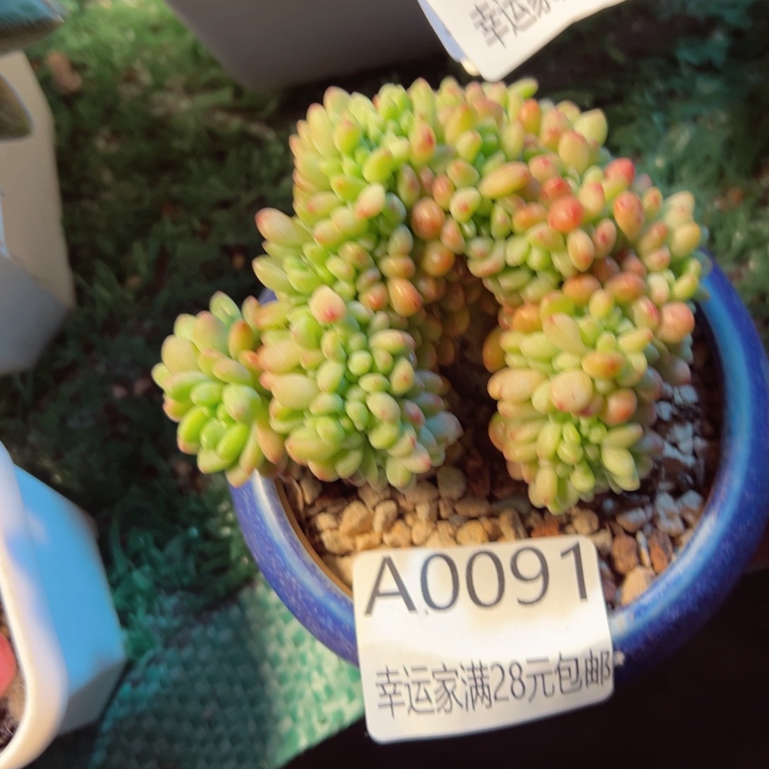 幸运的是我的朋友们