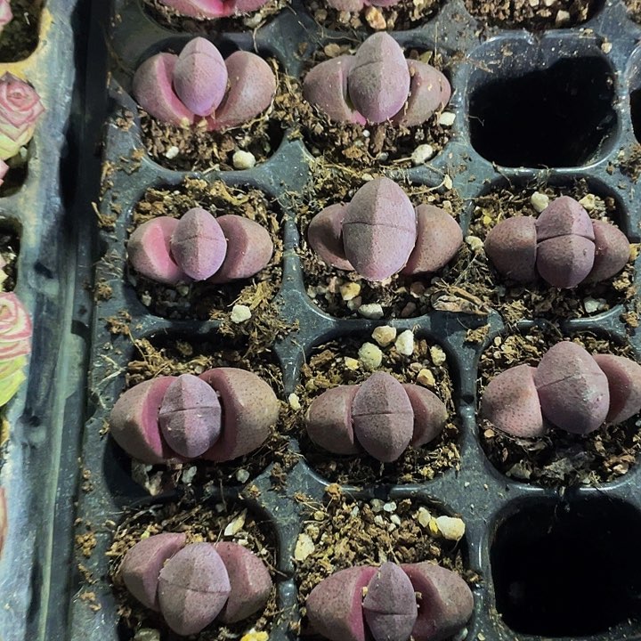 小紫元宝3.8带土发