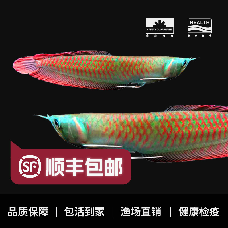 【直播间专用链接】七彩龙鱼活体热带鱼观赏鱼淡水中大型七彩银龙鱼