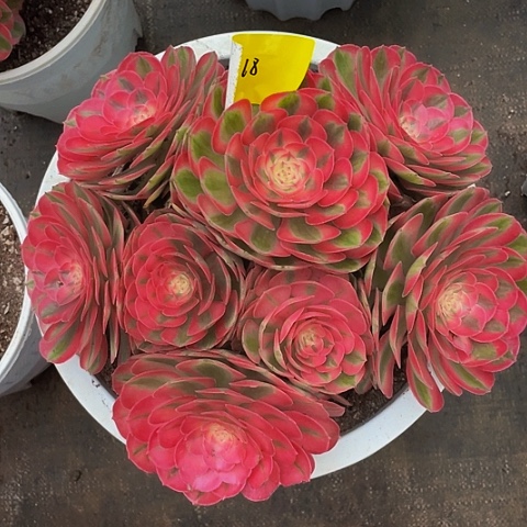 18大荔枝多肉植物多肉