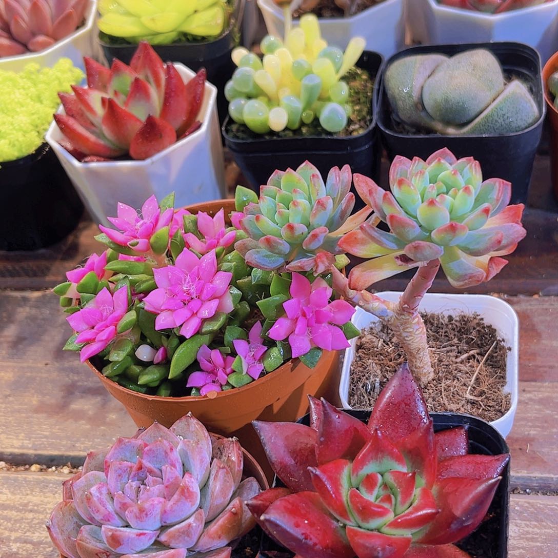 吹雪➕蓝苹果多头➕罗卡➕阿尔巴佳人