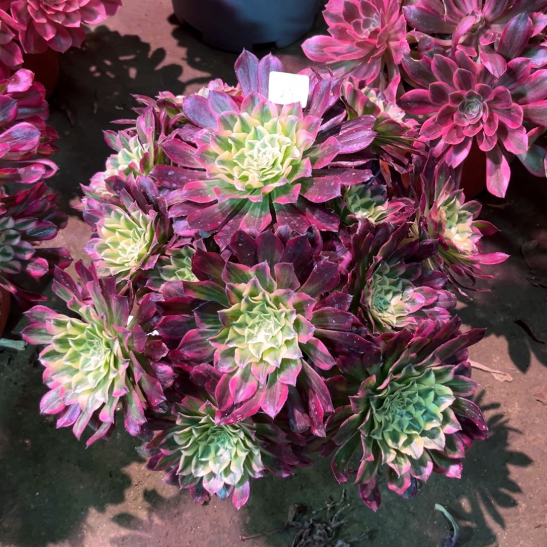 多肉植物天合602