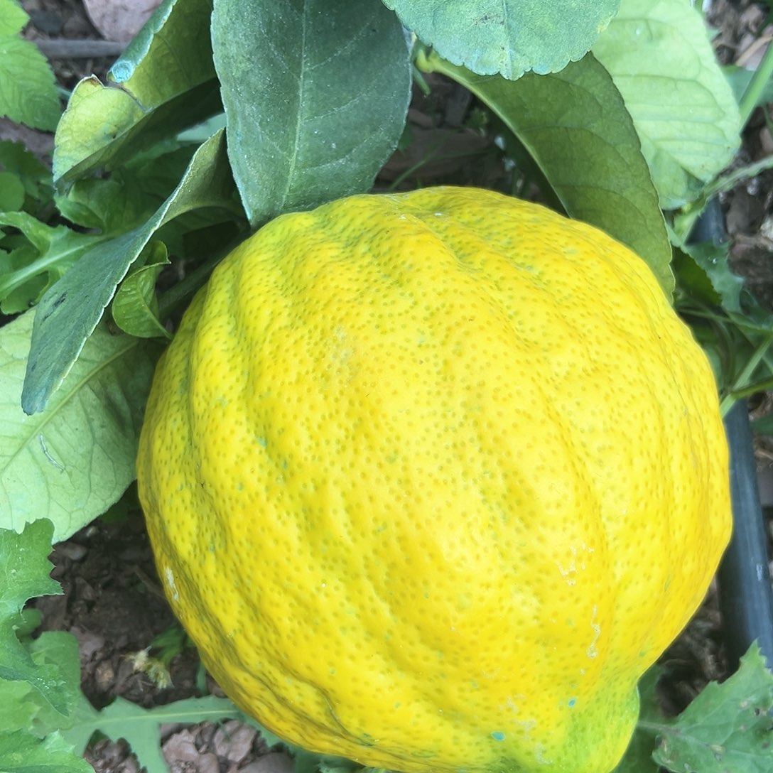 番***榴香水柠檬云南高山大香橼