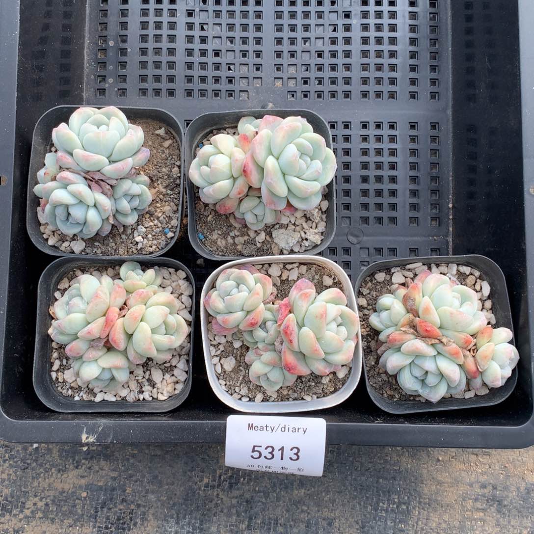 特5313冰玉4头6厘米左右5颗一组脱土发