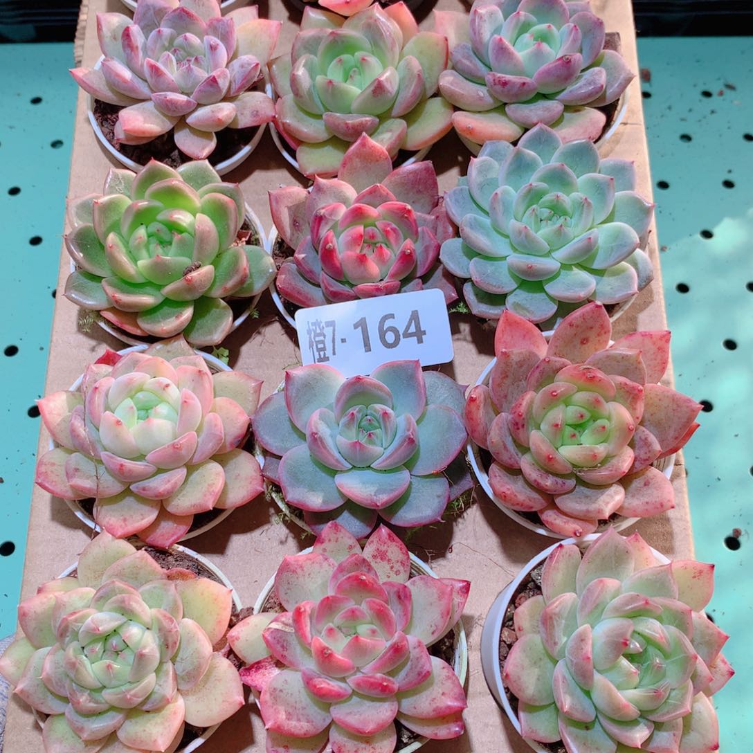 7-164一物一拍多肉带盆18颗
