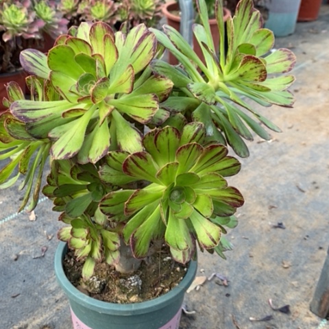 ｖ锦多肉植物母本005