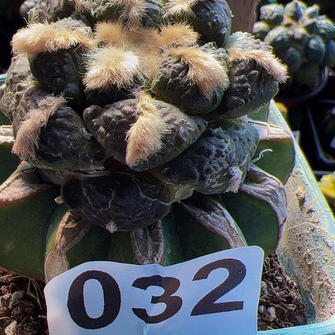 无花朵紫肌连山牡丹032