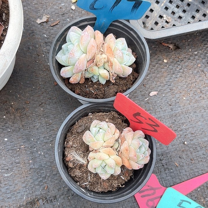 晨语多肉，一物一拍617,53冰玉