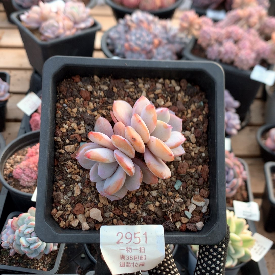 8厘米双头奶茶多肉2951