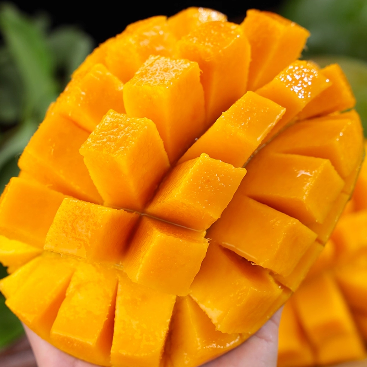 【放软吃】攀枝花凯特芒-现摘新鲜应季大脸芒--放软吃超甜