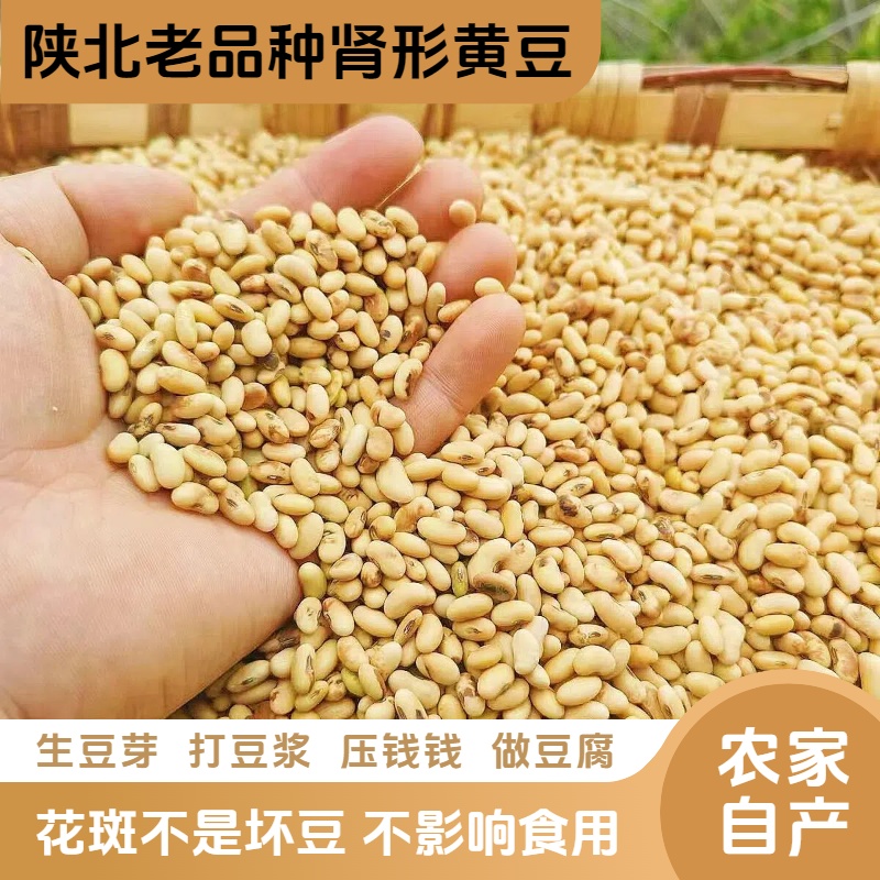 老品种肾形黄豆打豆浆发豆芽黄豆多规格任选