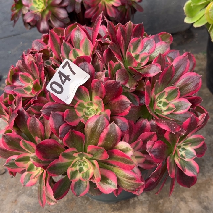 047粉女郎25厘米左右