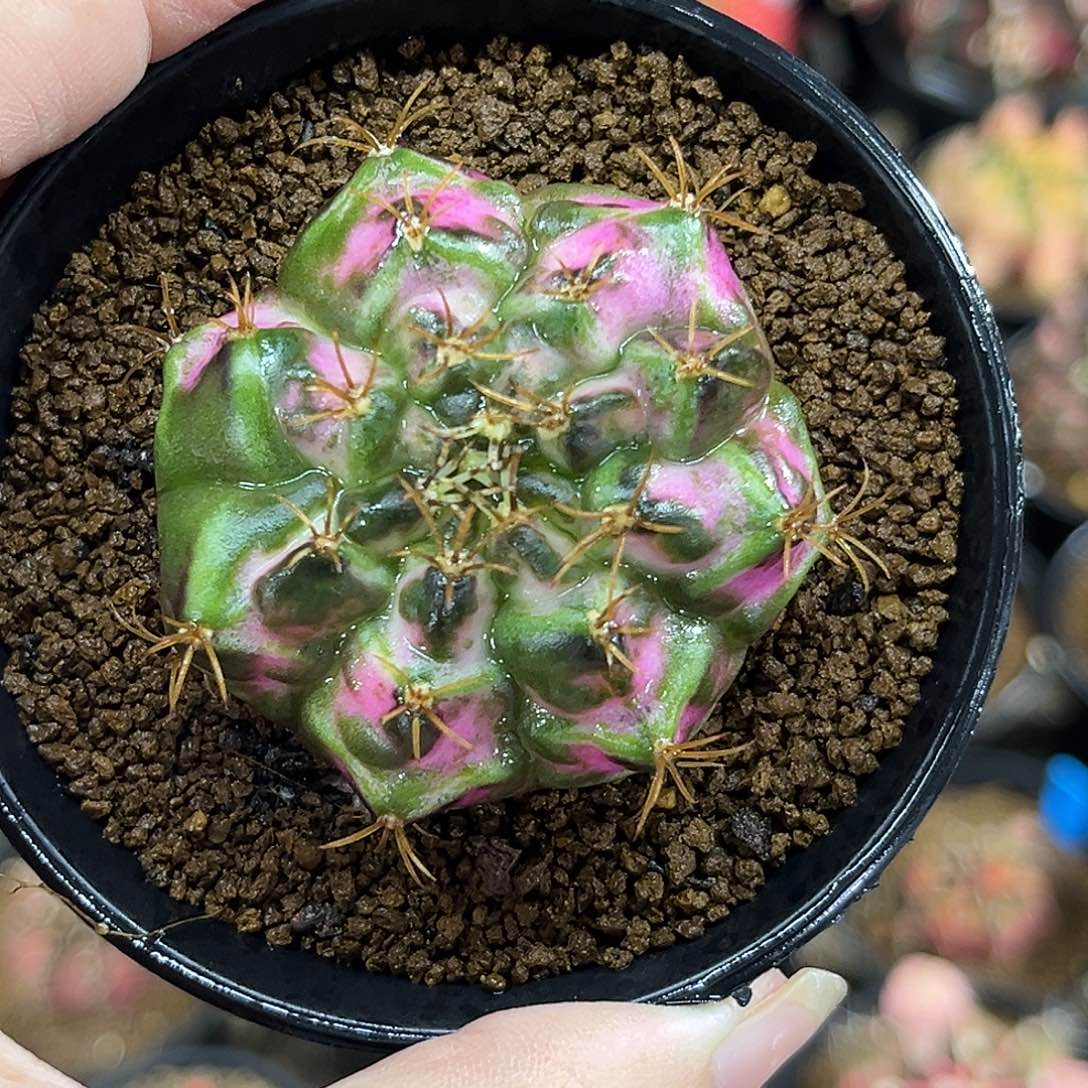 泰系实生海神锦，带盆土发货