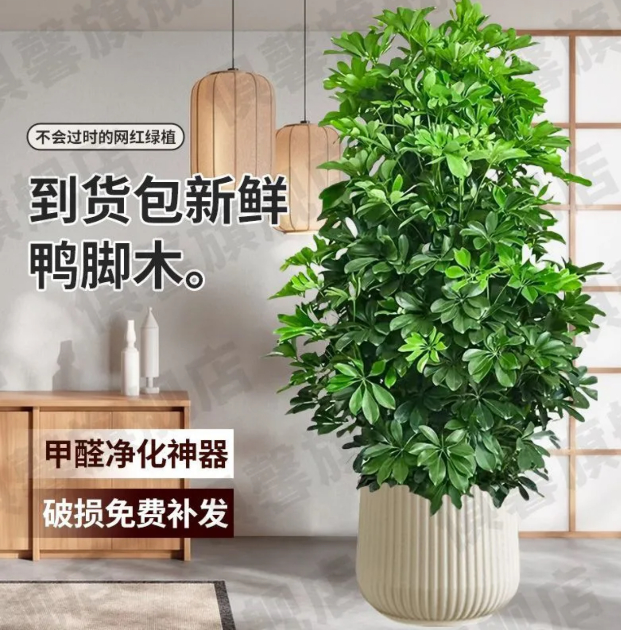  1.0- 1.3米八方来财丛生鸭脚木绿植室内四季常青好养盆栽
