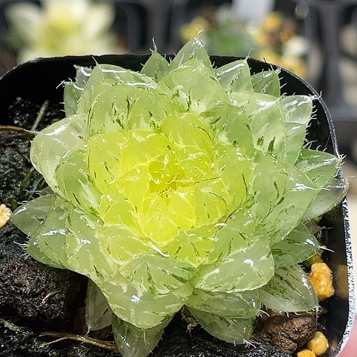 136大窗翠云玉露锦