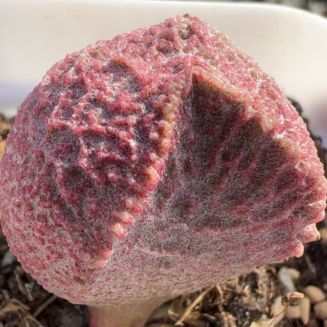 巨猪宝多肉植物水泡