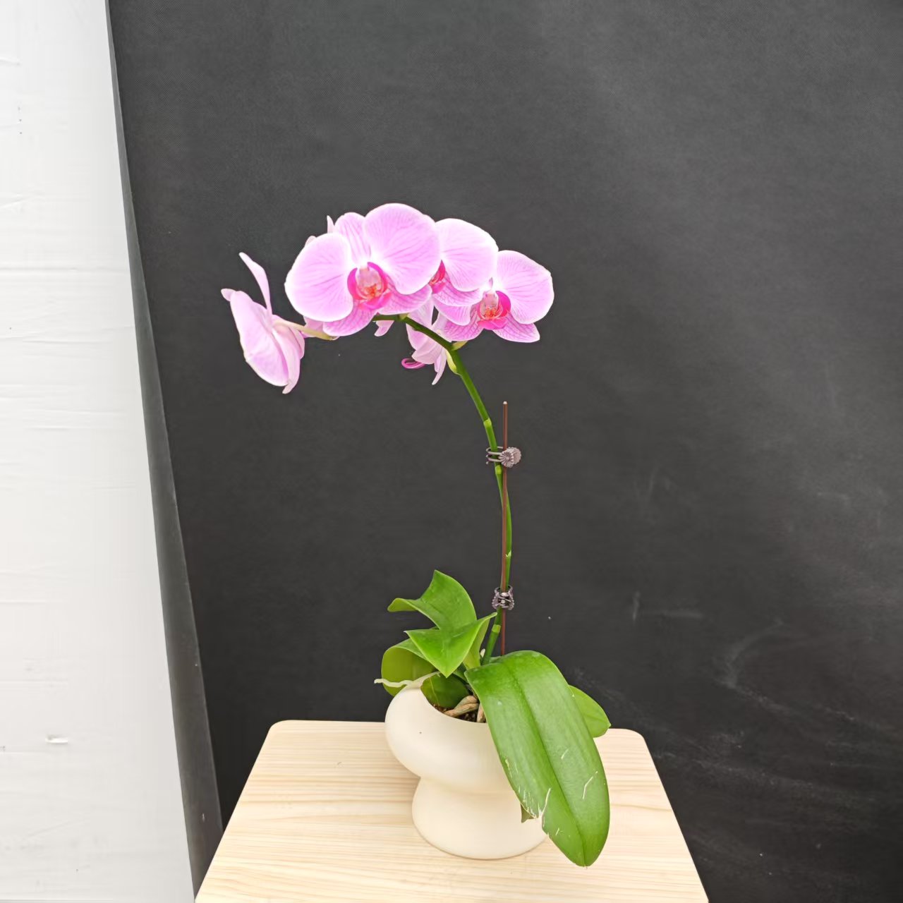 森境【安妮】蝴蝶兰（完全开花）