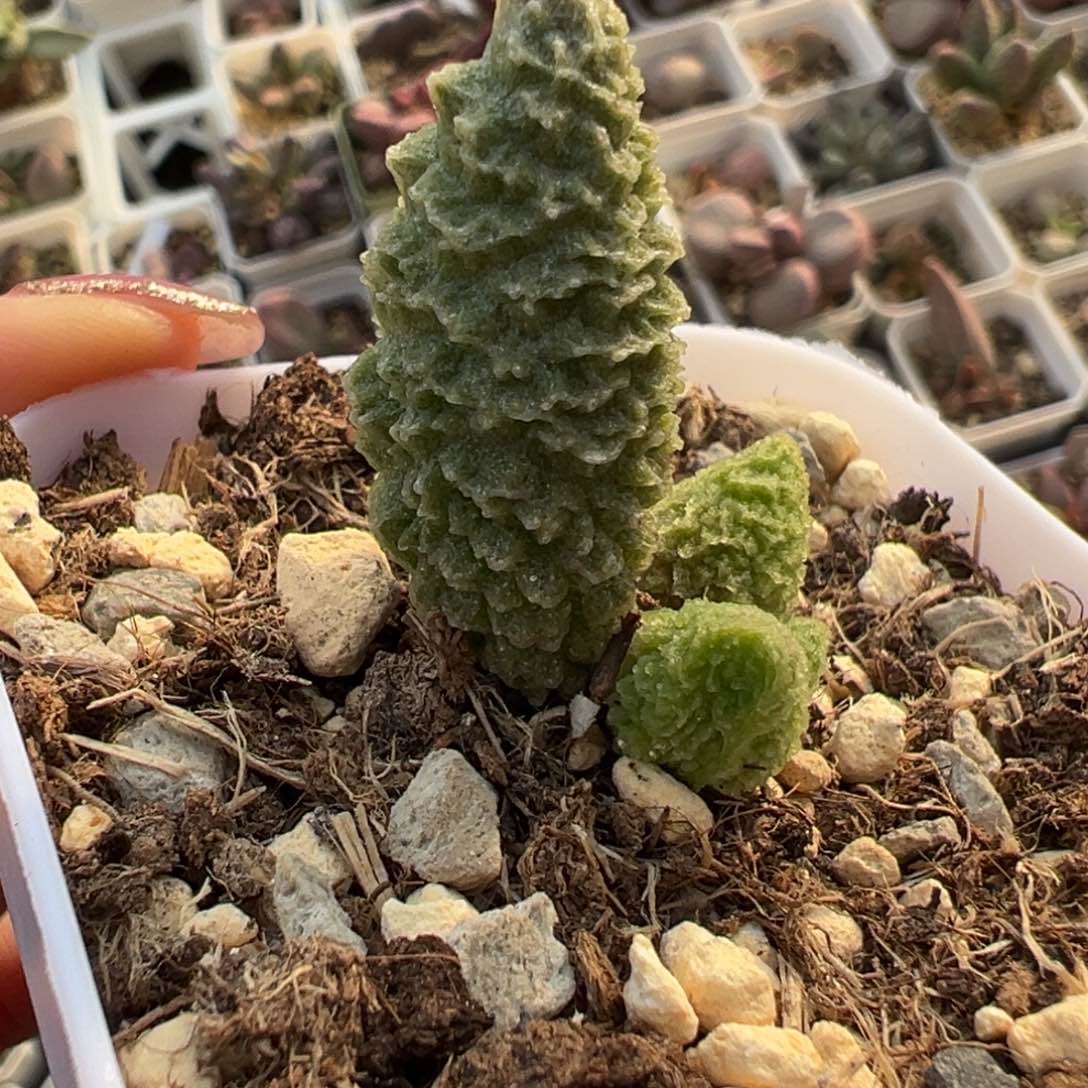 光轮叶插苗多肉植物水泡