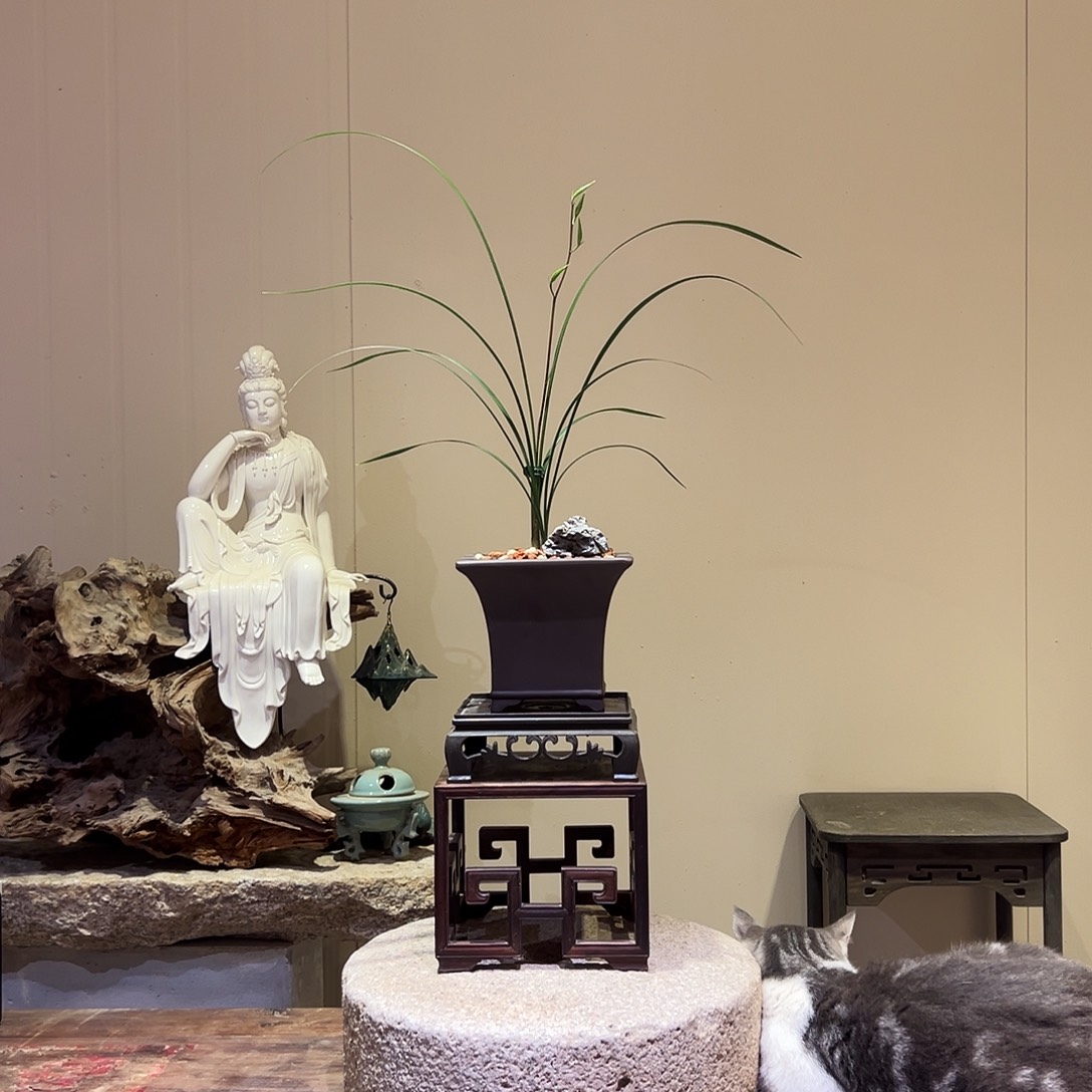 大部分花苞少量开放细叶寒兰