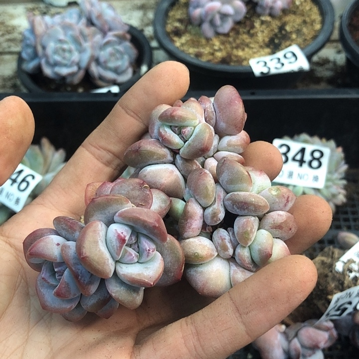 星影石榴籽福利出咯 358