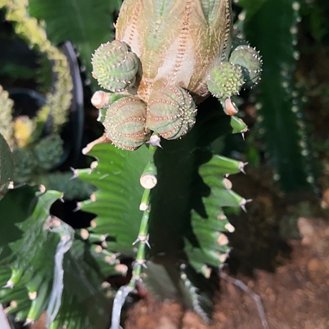 N***D欧布群生仙人球植物