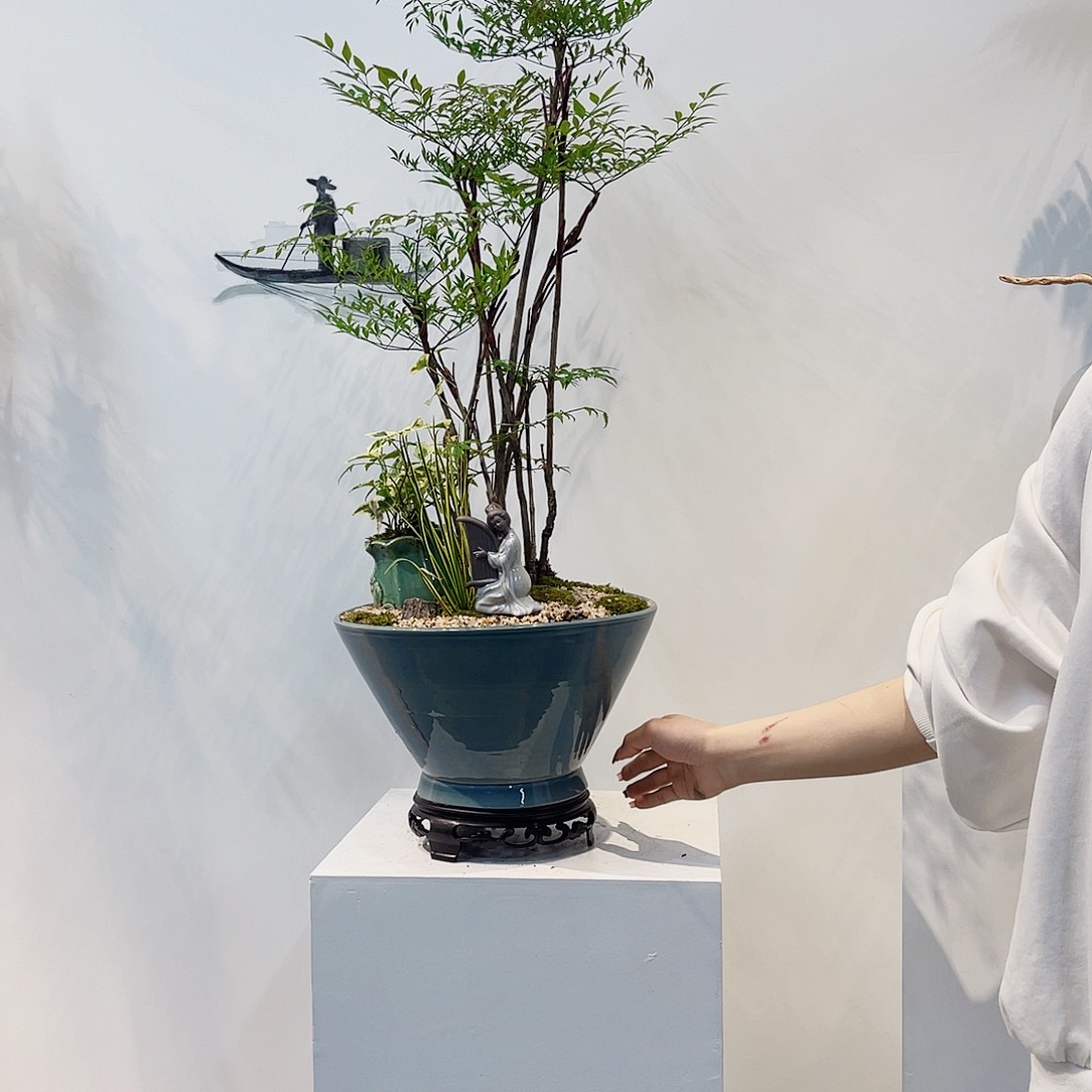 高端绿植一物一拍