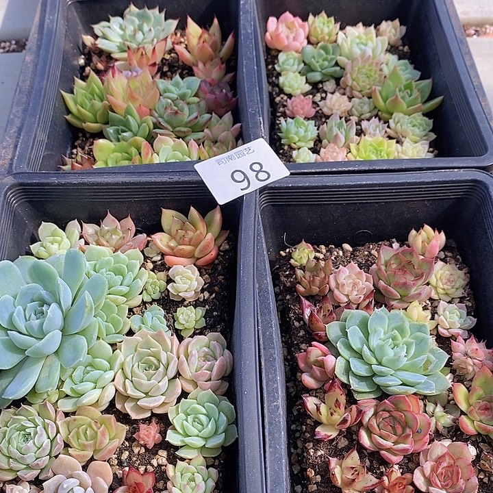 98 多肉植物盆栽花卉