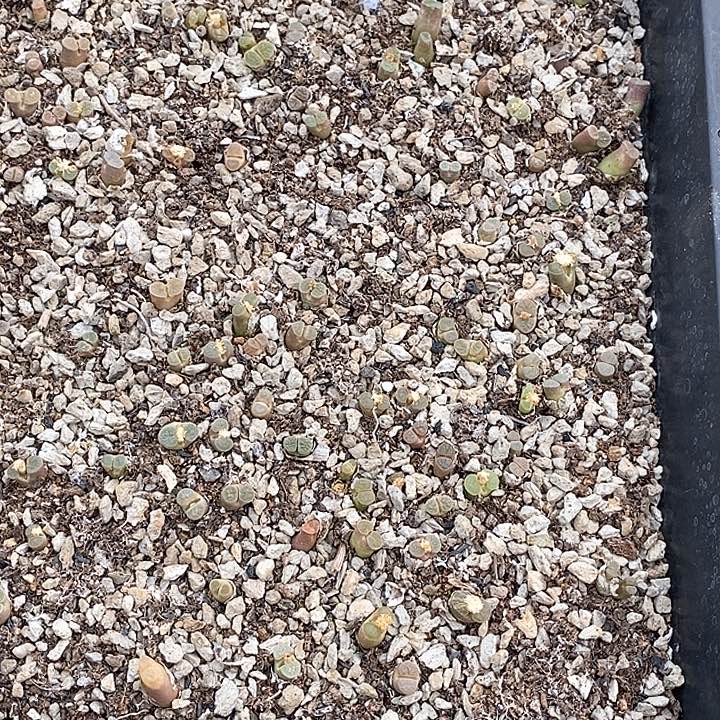 8582一筐磁铁    带框发